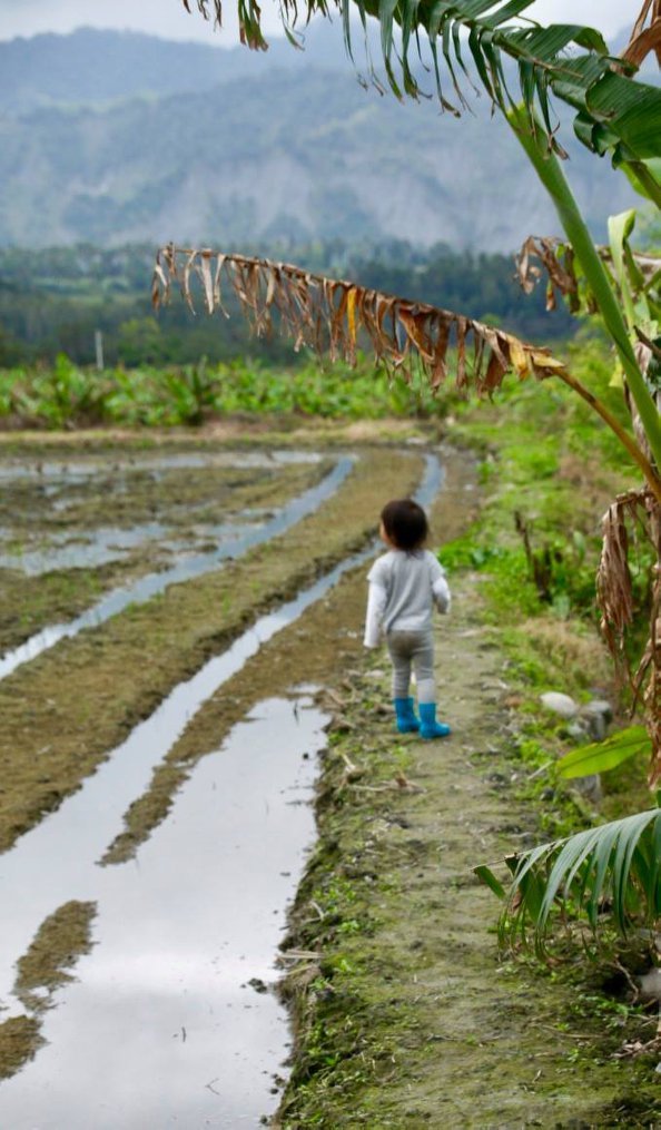 水稻田埂旁的肥